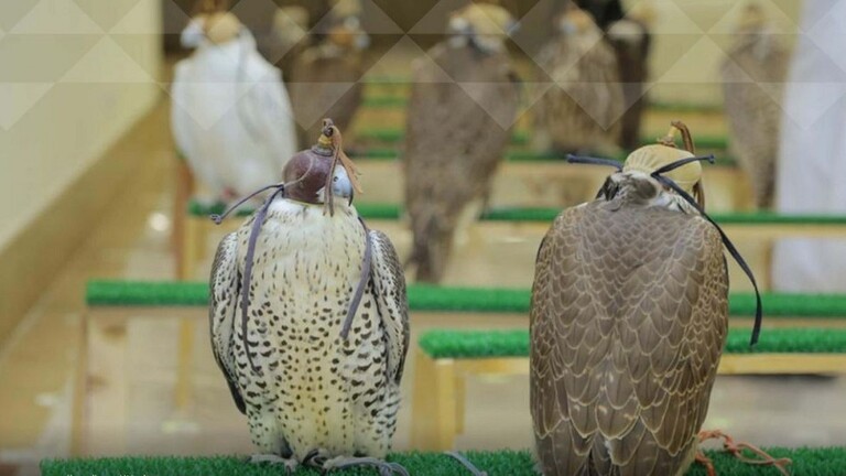 أكبر “صقار” سعودي يشارك في مهرجان الملك عبد العزيز للصقور